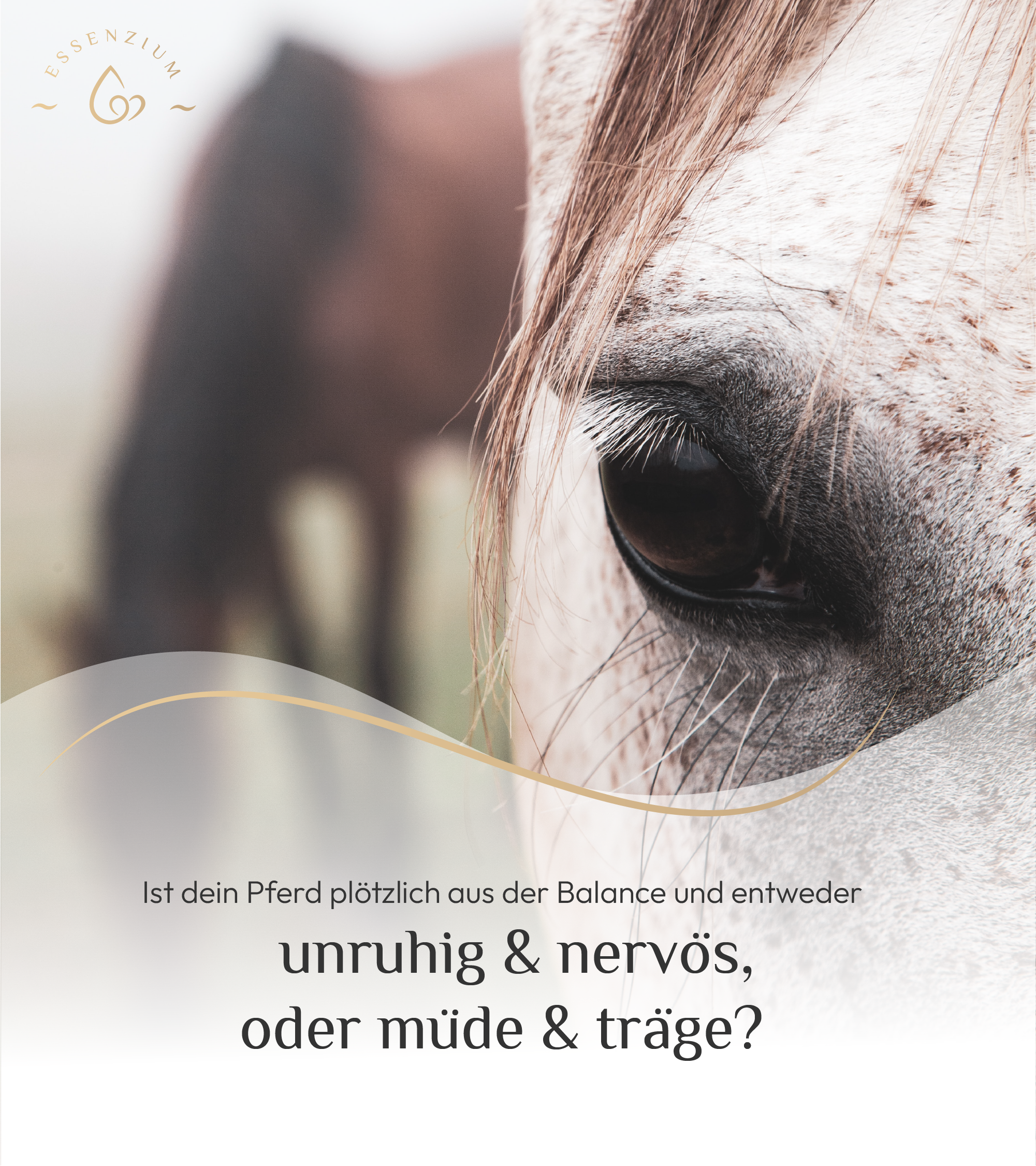 VET Basis Pferd