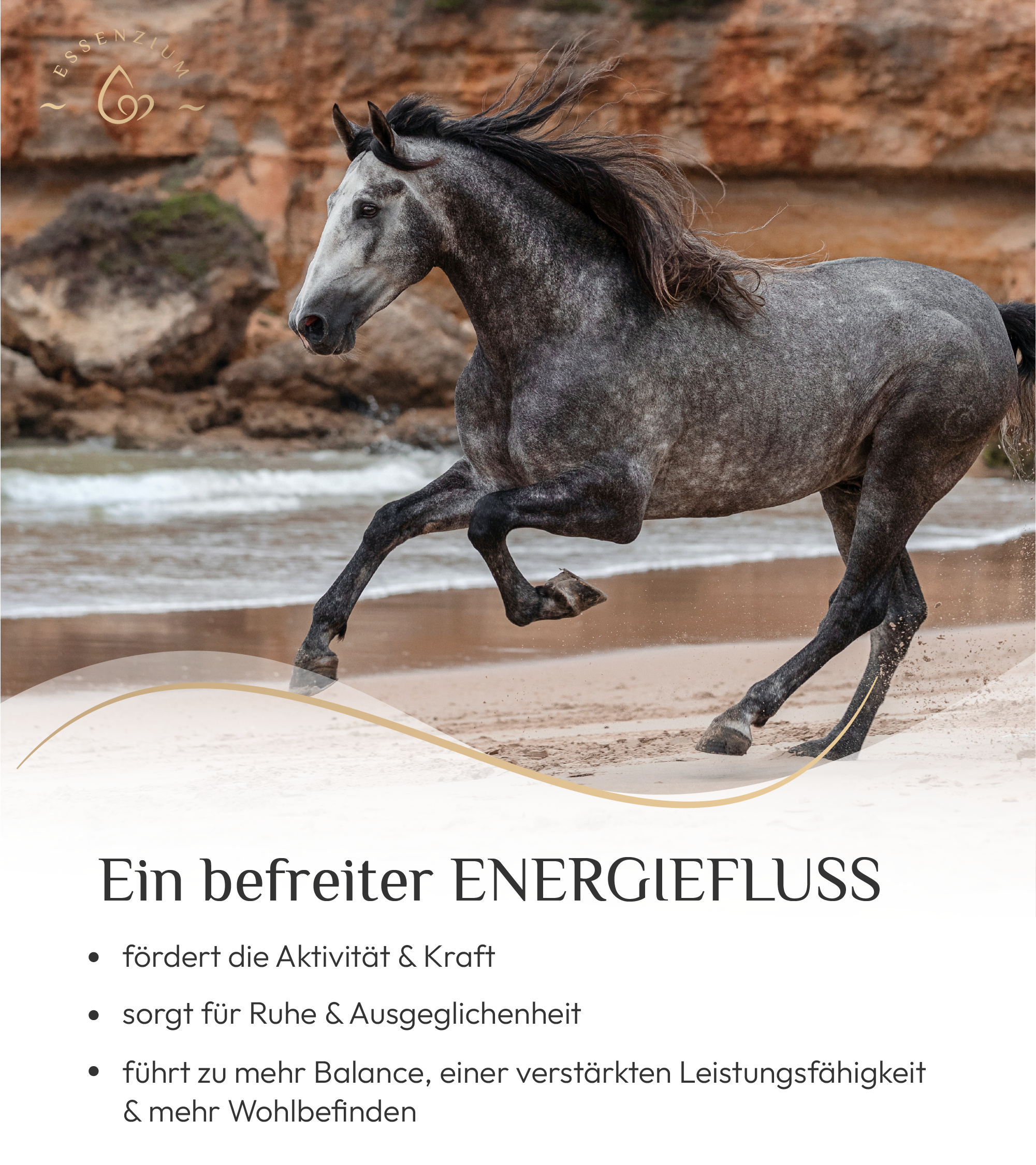 VET Basis Pferd